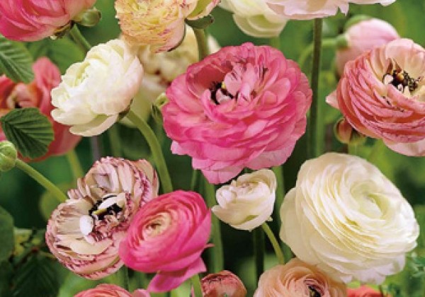 Ranunculus asiaticus Pastel Mix 5/6