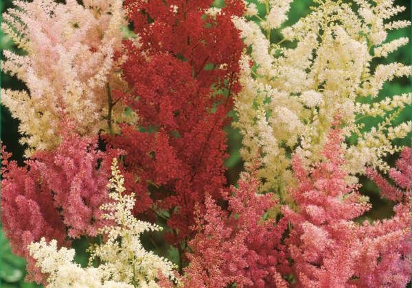 Astilbe  Mix (XXL)