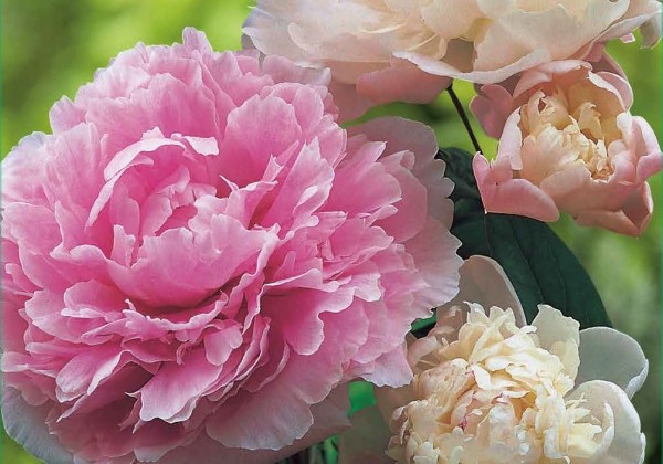 Paeonia  Pink - White 2/3 (XXL)