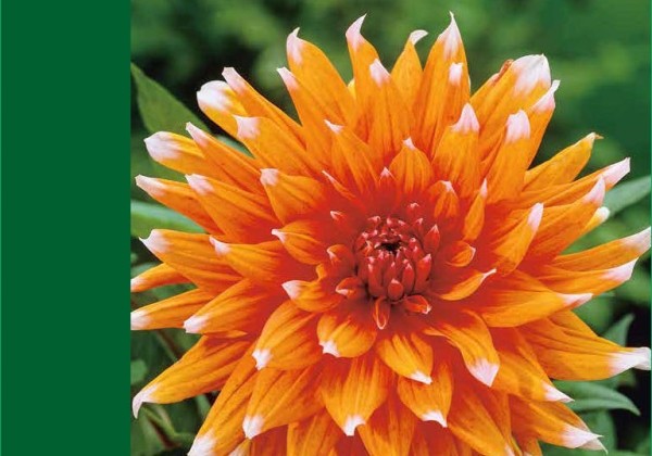 Dahlia hortensis Cactus Orange