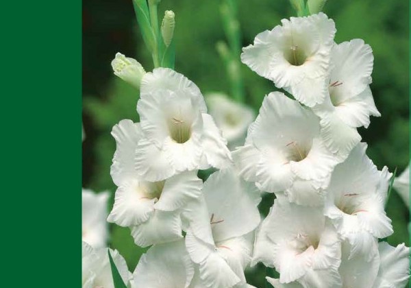 Gladiolus White 10/12