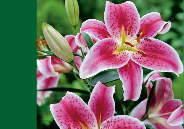 Lilium OR Oriental Red - White 12/14