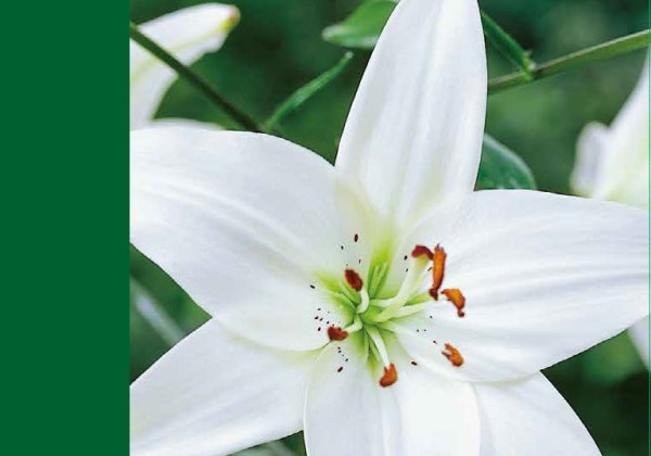 Lilium AZ Aziatic White 12/14