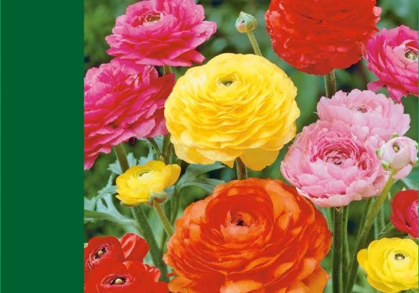 Ranunculus asiaticus Mix 4/5