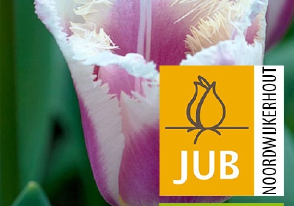 Tulipa, bārkstaina Siesta (BIO) 11/12