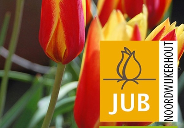Tulipa clusiana Chrysantha (BIO) 5/+