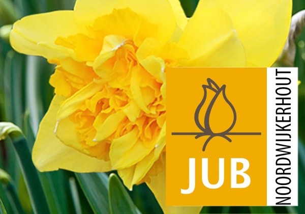 Narcissus, daudzziedu Dick Wilden (BIO) 10/12