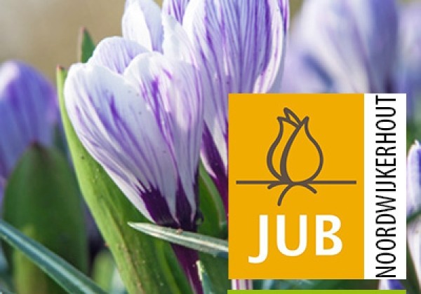 Crocus vernus King of the Striped (BIO) 7/8