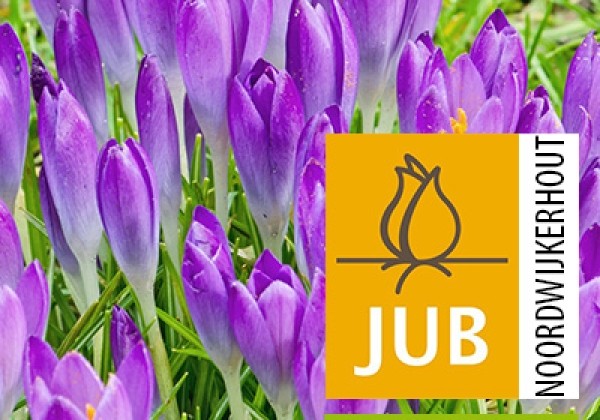 Crocus tommasinianus Barr's Purple (BIO) 5/+