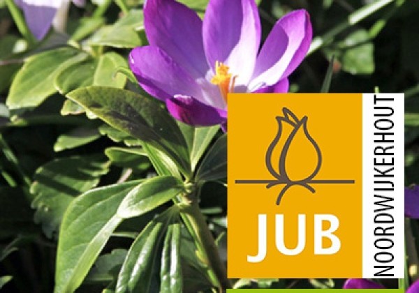 Crocus tommasinianus Ruby Giant (BIO) 5/+