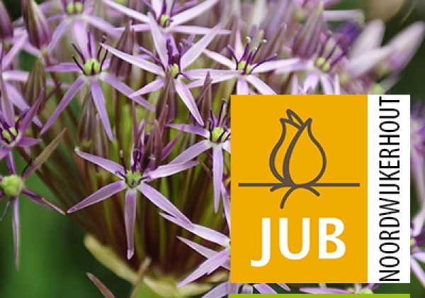 Allium christophii (BIO) 10/12