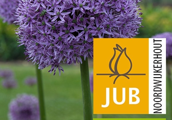 Allium Gladiator  (BIO) 20/+