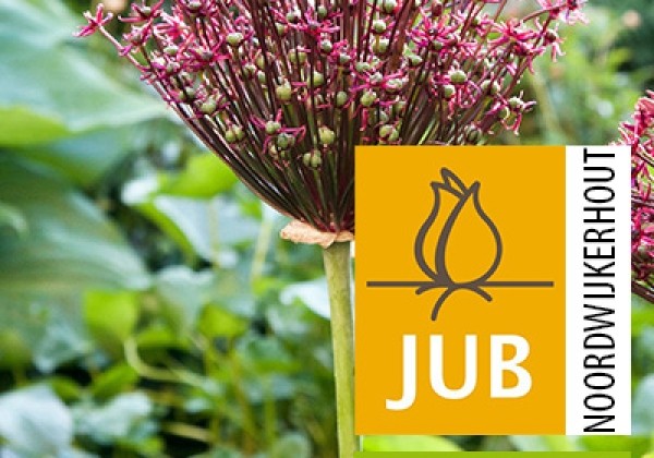Allium Magic  (BIO) 8/+