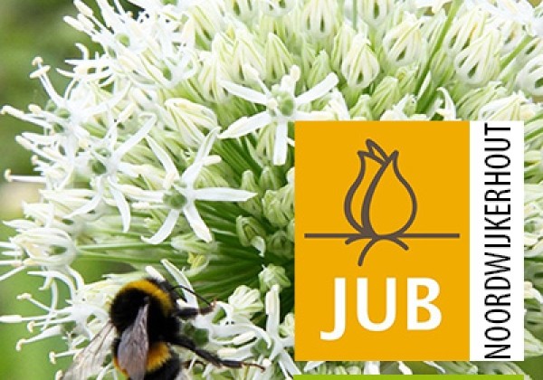 Allium Mount Everest (BIO) 16/+