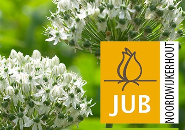 Allium nigrum (multibulbosum) (BIO) 8/+