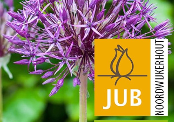 Allium Purple Rain (BIO) 10/12
