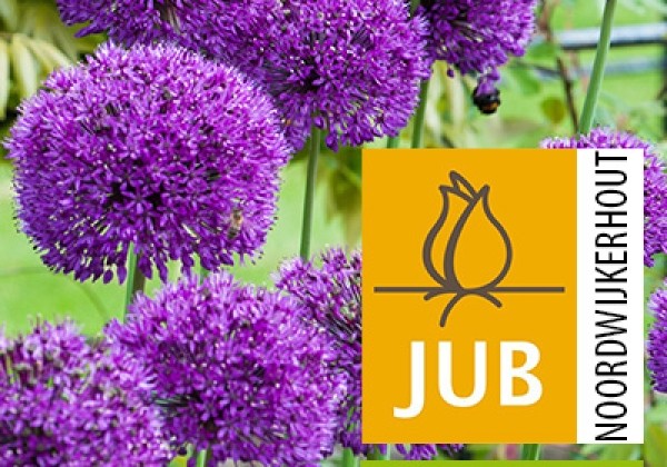 Allium Purple Sensation (BIO) 10/12