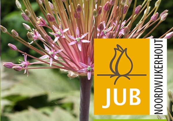 Allium schubertii (BIO) 16/+