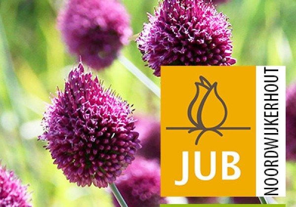 Allium sphaerocephalon (BIO) 5/6