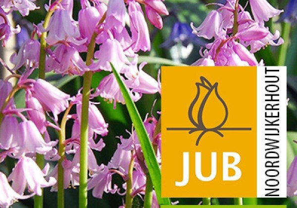 Hyacinthoides hispanica Pink (BIO) 7/8