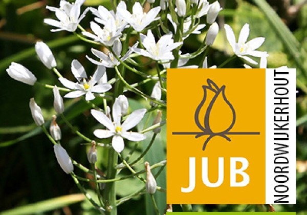 Ornithogalum sochii Sochii  (BIO) 12/+