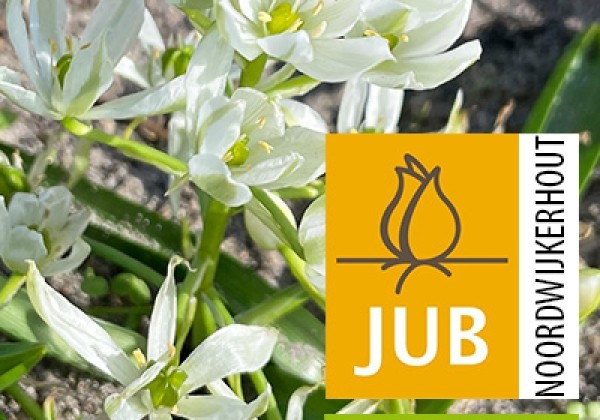 Ornithogalum White Trophy  (BIO) 6/+