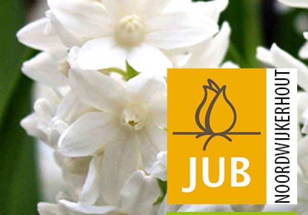 Puschkinia libanotica Alba (BIO) 5/+