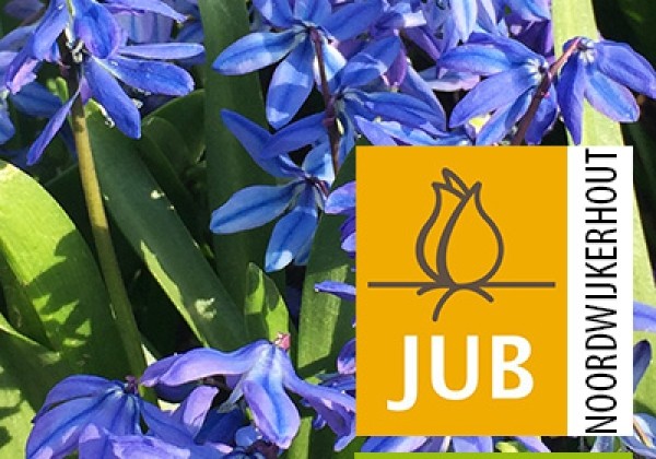 Scilla siberica (BIO) 7/8