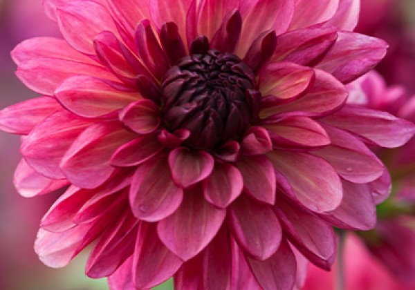 Dahlia hortensis Bacardi