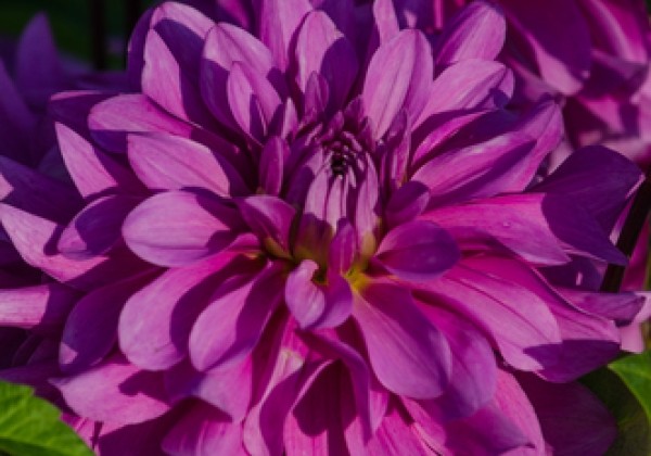 Dahlia hortensis Bluetiful
