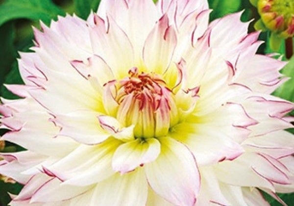 Dahlia hortensis Crazy Love