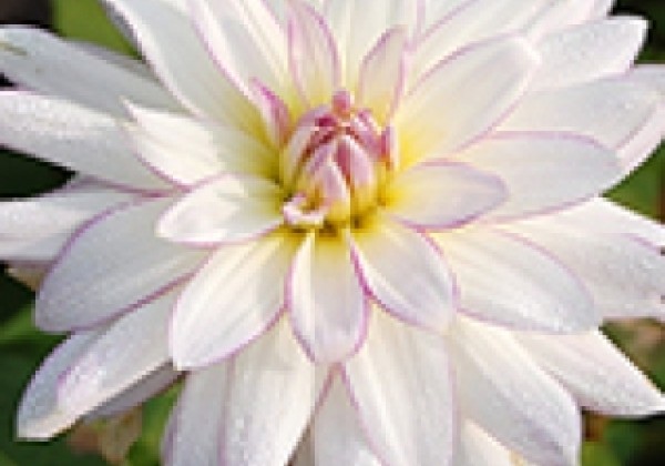 Dahlia hortensis Crazy Love