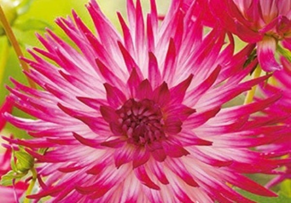 Dahlia hortensis Dutch Explosion