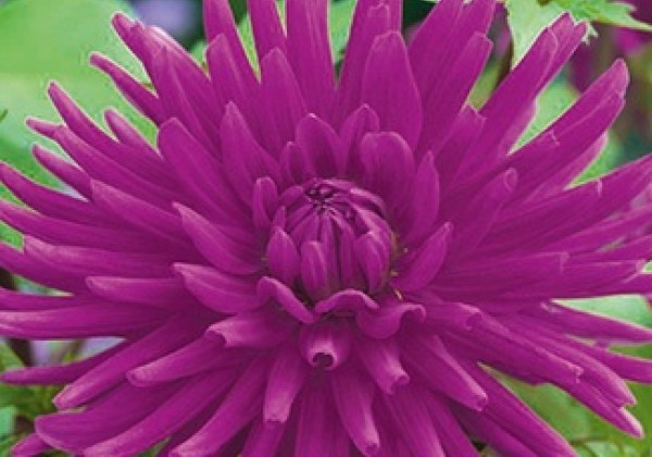 Dahlia hortensis Purple Gem