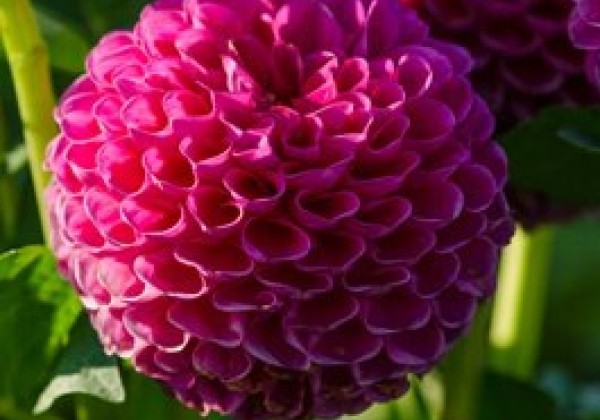 Dahlia hortensis Jowey Frambo