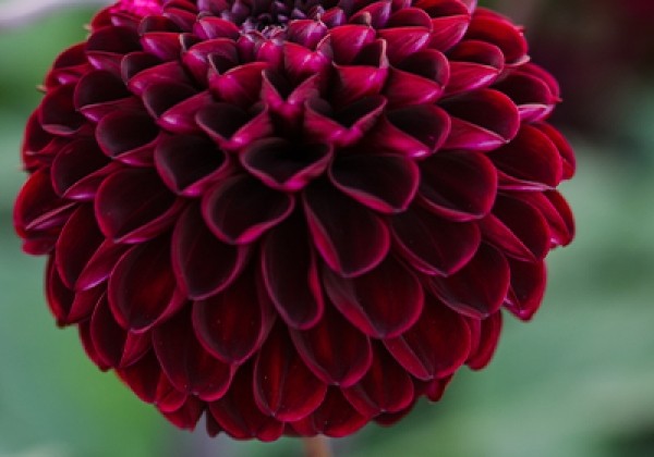 Dahlia hortensis Dark Spirit