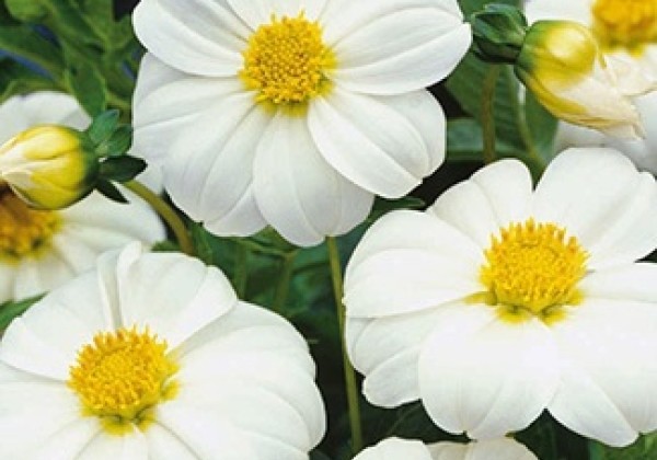 Dahlia hortensis Sneezy