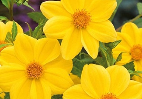 Dahlia hortensis Yellow Sneezy