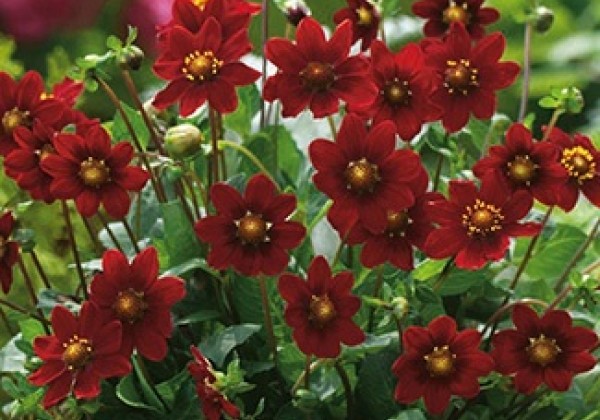 Dahlia hortensis Topmix Purple