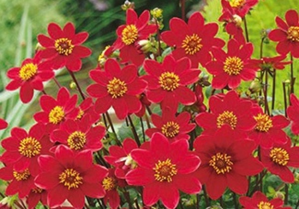 Dahlia hortensis Topmix Red