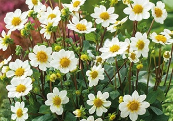 Dahlia hortensis Topmix White