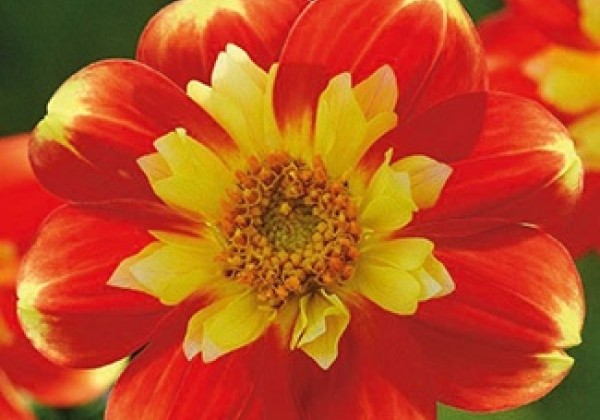 Dahlia hortensis Pooh