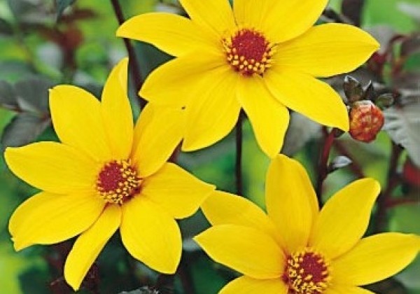 Dahlia hortensis Bishop Of York