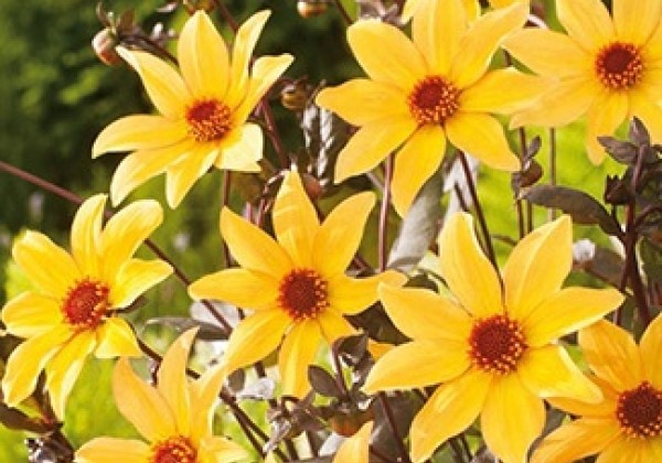 Dahlia hortensis Bishop Of York