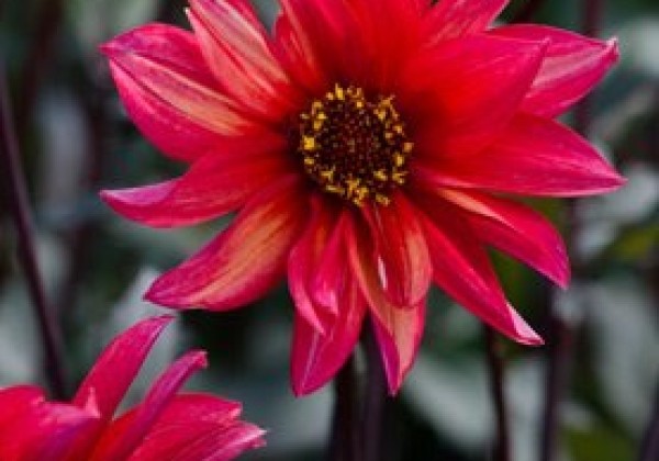 Dahlia hortensis Waltzing Mathilda