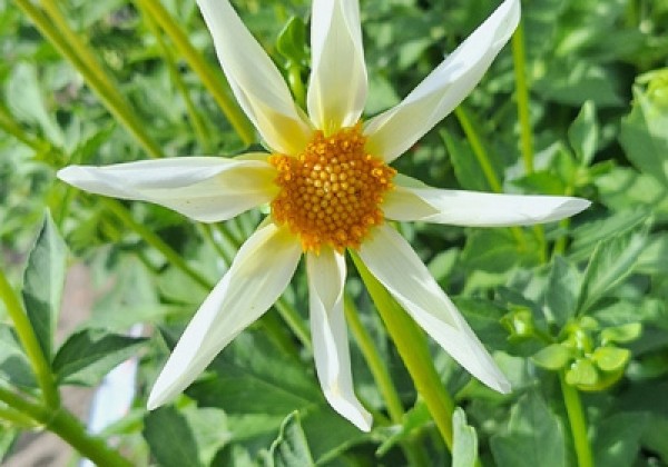 Dahlia hortensis Honka White