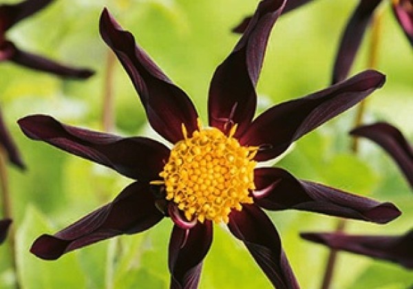Dahlia hortensis Verrone's Obsidian