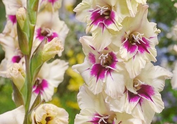 Gladiolus Amber Mystique 12/14