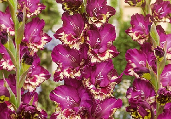 Gladiolus Colour Club 12/14