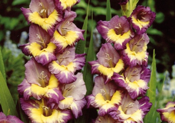Gladiolus Dynamite 12/14